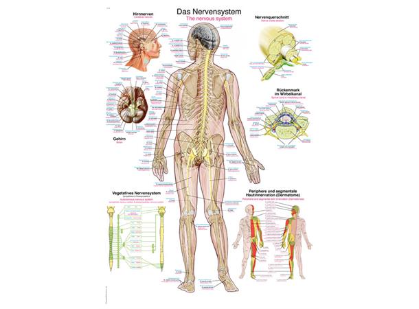 Plakat Nervous system AL505